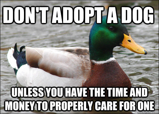 dont adopt a dog unless you have the time and money to pro - Actual Advice Mallard