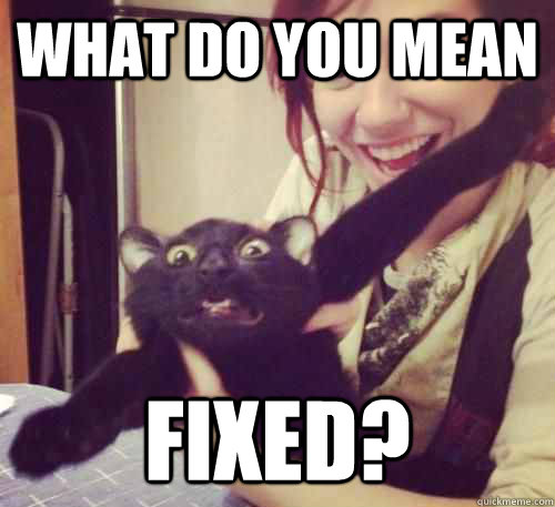 what do you mean fixed - My Cat is Going to the Vet Today