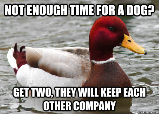 not enough time for a dog get two they will keep each othe - Malicious Advice Mallard