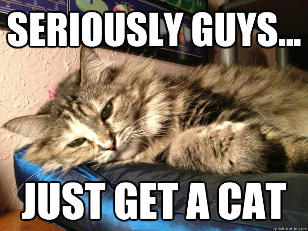 seriously guys just get a cat -