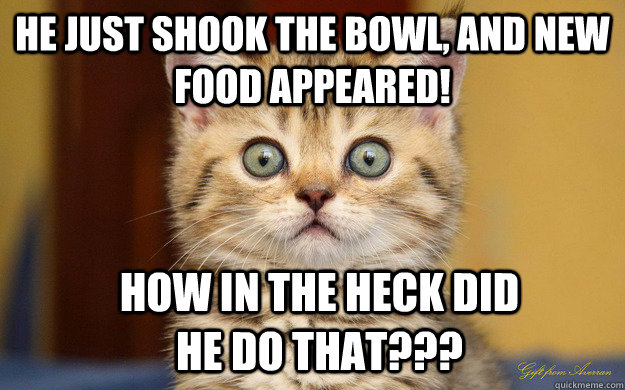he just shook the bowl and new food appeared how in the he - Dumbfounded Kitty