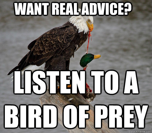 want real advice listen to a bird of prey -