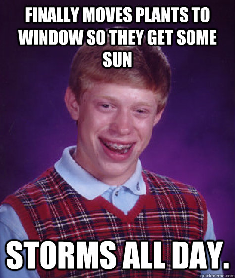 finally moves plants to window so they get some sun storms a - Bad Luck Brian