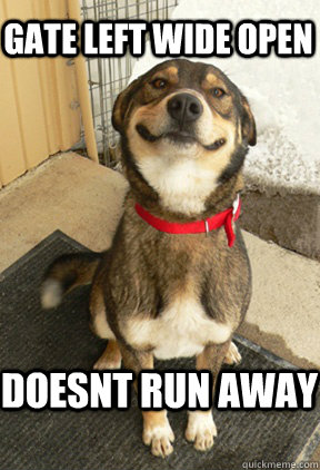 gate left wide open doesnt run away - Good Dog Greg