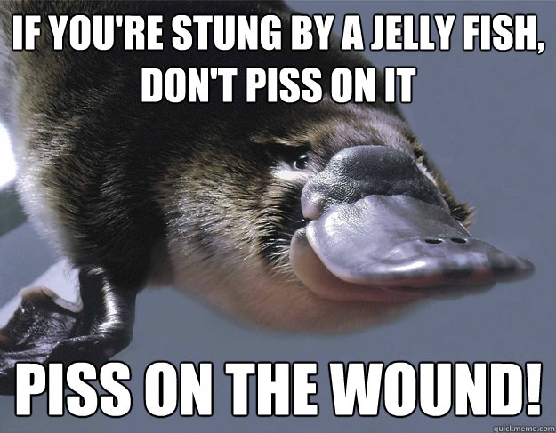 if youre stung by a jelly fish dont piss on it piss on th - Platypus