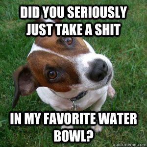 did you seriously just take a shit in my favorite water bowl - Dubious Dog