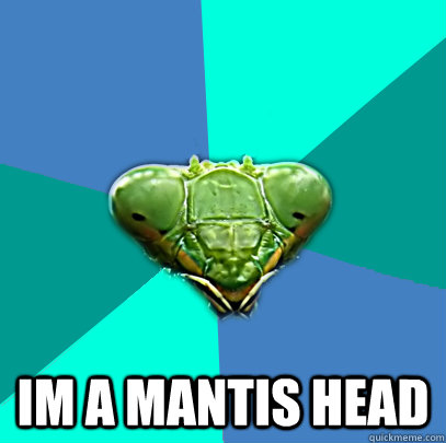 im a mantis head - Crazy Girlfriend Praying Mantis
