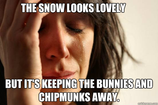 the snow looks lovely but its keeping the bunnies and chipm - First World Problems