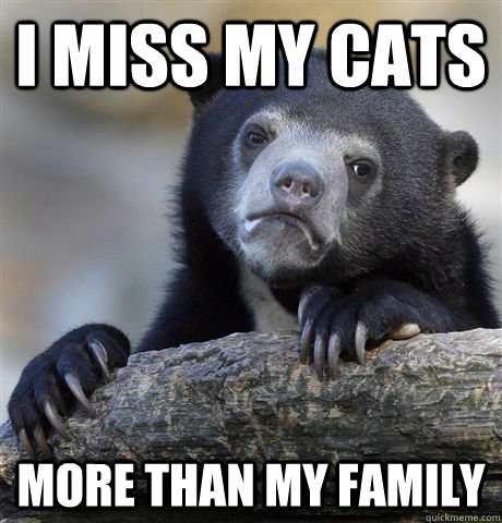 i miss my cats more than my family - Confession Bear