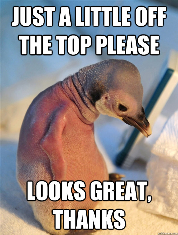 just a little off the top please looks great thanks - Socially awkward penguin gets a haircut