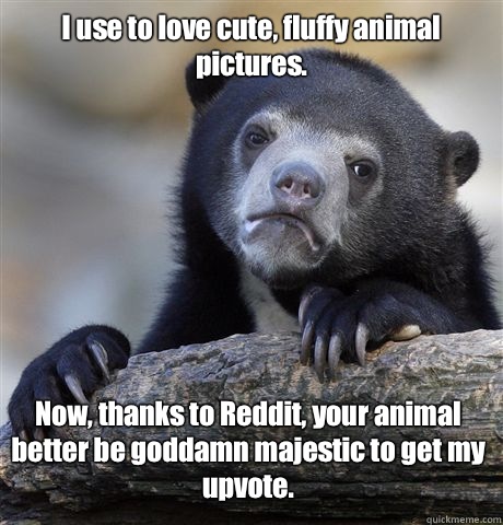 I use to love cute fluffy animal pictures Now thanks to Redd - Confession Bear