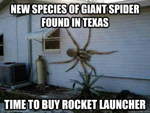 new species of giant spider found in texas time to buy rocke - giant spider