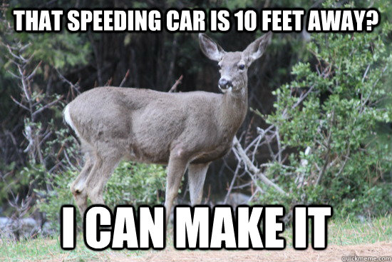 that speeding car is 10 feet away i can make it - Daredevil Deer