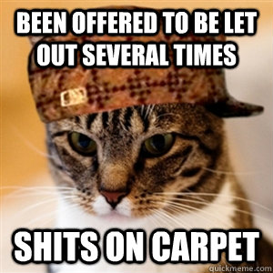 been offered to be let out several times shits on carpet -
