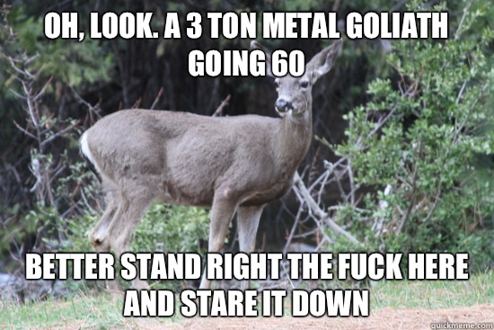 Oh look A 3 ton metal goliath going 60 Better stand right th - Daredevil Deer