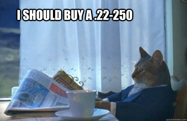 i should buy a 22250 - Sophisticated Cat