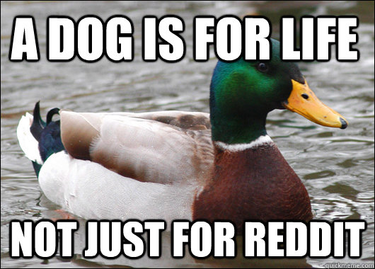 a dog is for life not just for reddit - Actual Advice Mallard