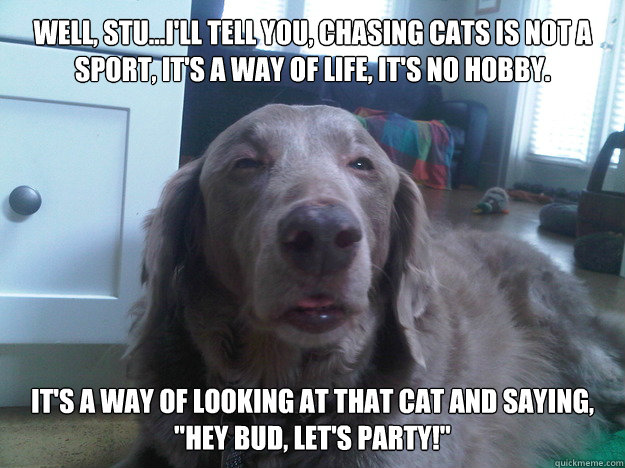 well stuill tell you chasing cats is not a sport its - 10 Dog