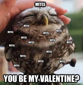 mites you be my valentine mites mites mites mites mites mi - cute owl