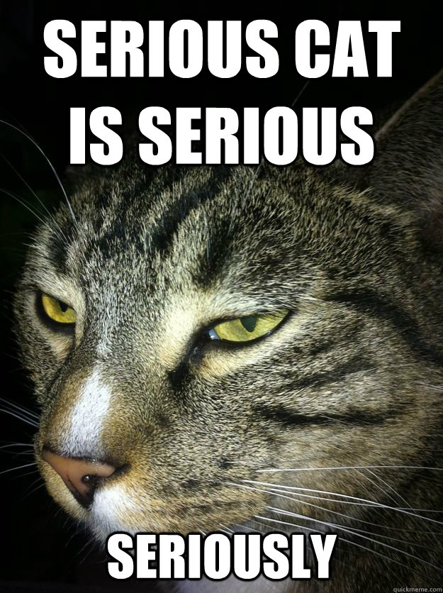 serious cat is serious seriously - Serious Cat