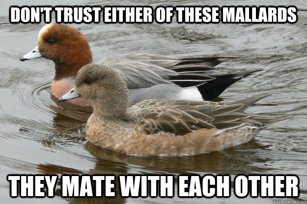 dont trust either of these mallards they mate with each oth - Actual Advice Mallards