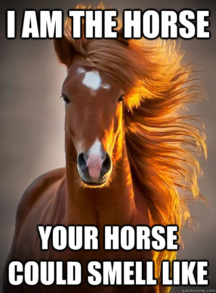 i am the horse your horse could smell like - Ridiculously photogenic horse
