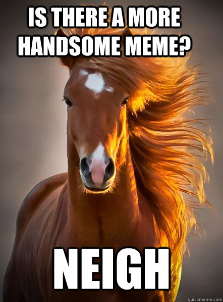 is there a more handsome meme neigh - Ridiculously photogenic horse