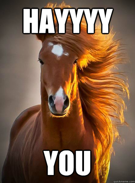 hayyyy you - Ridiculously Photogenic Horse