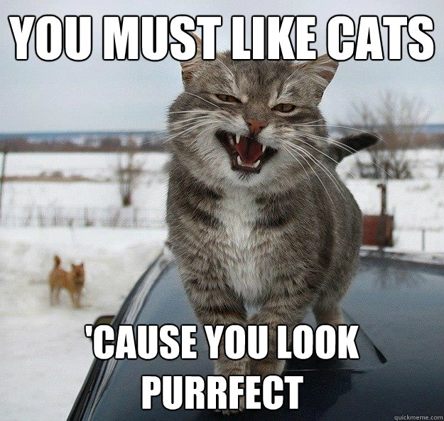 you must like cats cause you look purrfect -