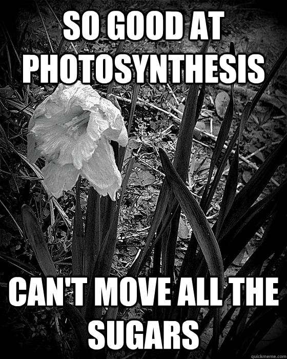 so good at photosynthesis cant move all the sugars - First World Plant Problems