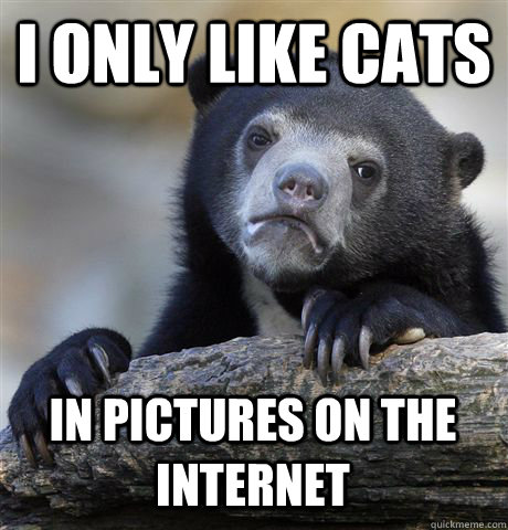 i only like cats in pictures on the internet - Confession Bear