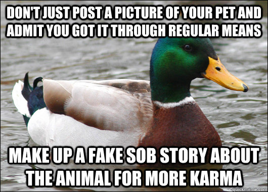 dont just post a picture of your pet and admit you got it t - BadBadMallard