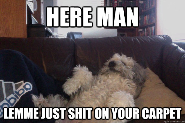 here man lemme just shit on your carpet - 10 Dog