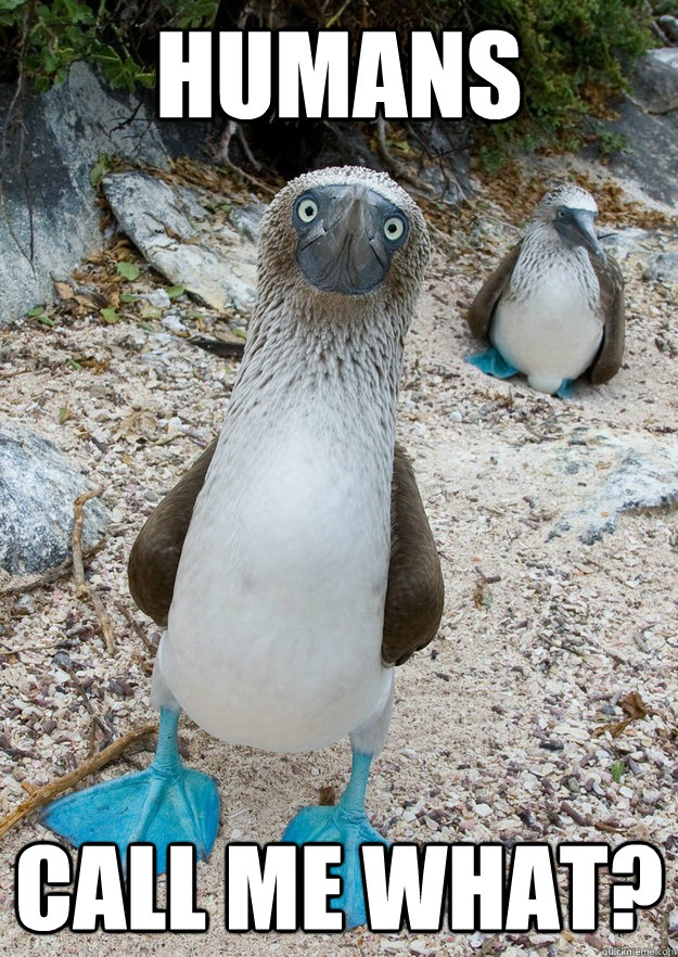humans call me what - Astonished Boobie