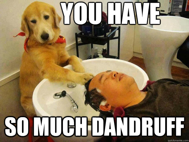 you have so much dandruff - Barber Dog