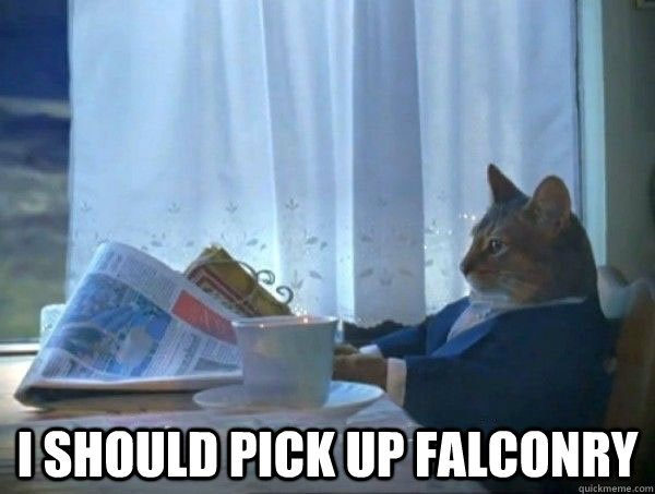 i should pick up falconry - morning realization newspaper cat meme