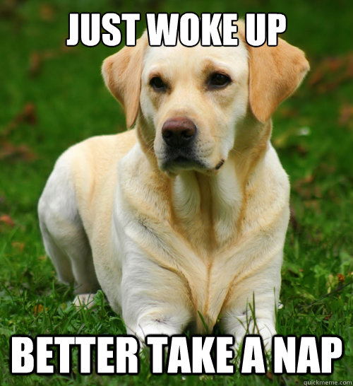 just woke up better take a nap - Dog Logic