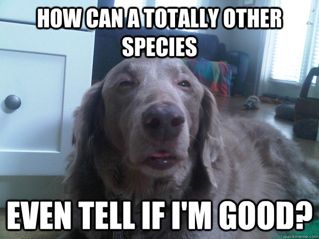 how can a totally other species even tell if im good - 10 Dog
