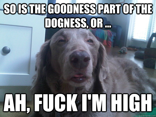 so is the goodness part of the dogness or ah fuck im  - 10 Dog