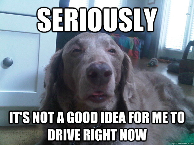 seriously its not a good idea for me to drive right now - 10 Dog