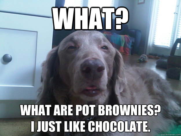 what what are pot brownies i just like chocolate - 10 Dog