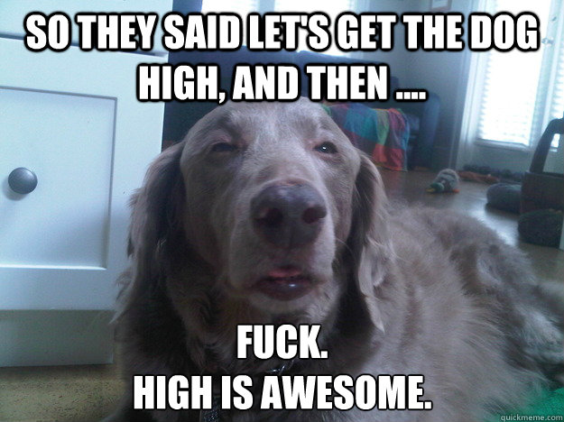 so they said lets get the dog high and then fuck hi - 10 Dog