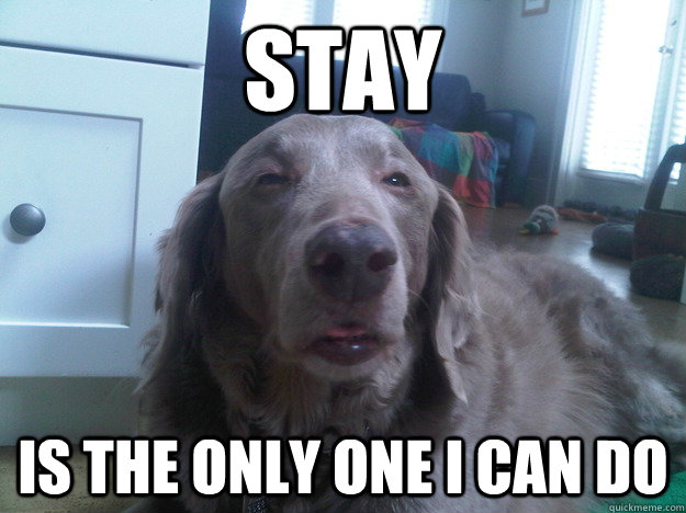 stay is the only one i can do - 10 Dog