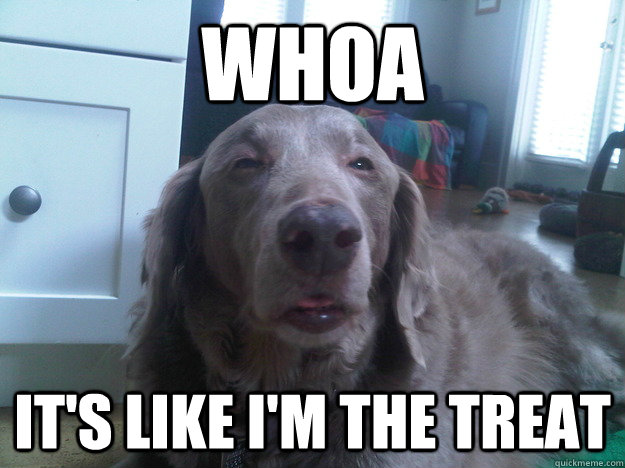 whoa its like im the treat - 10 Dog