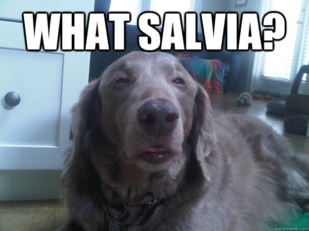 what salvia  - 10 Dog
