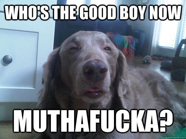 whos the good boy now muthafucka - 10 Dog