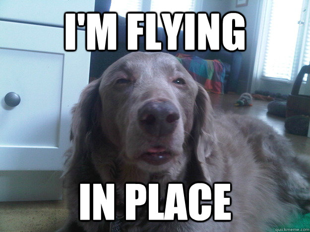 im flying in place - 10 Dog