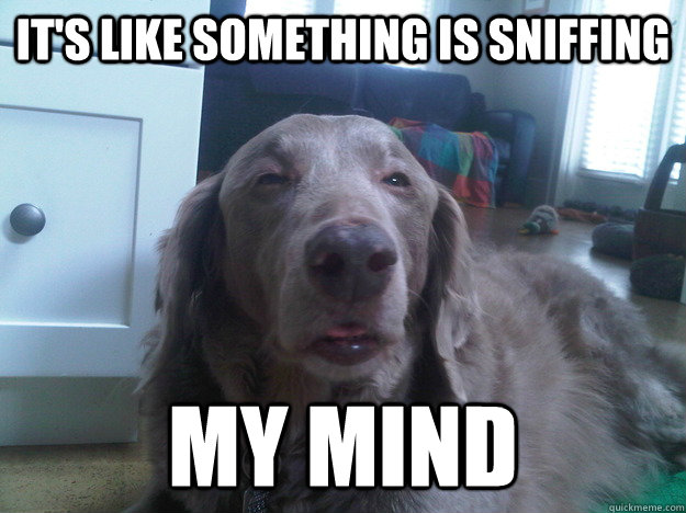 its like something is sniffing my mind - 10 Dog