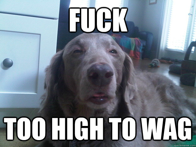 fuck too high to wag - 10 Dog