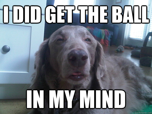 i did get the ball in my mind - 10 Dog